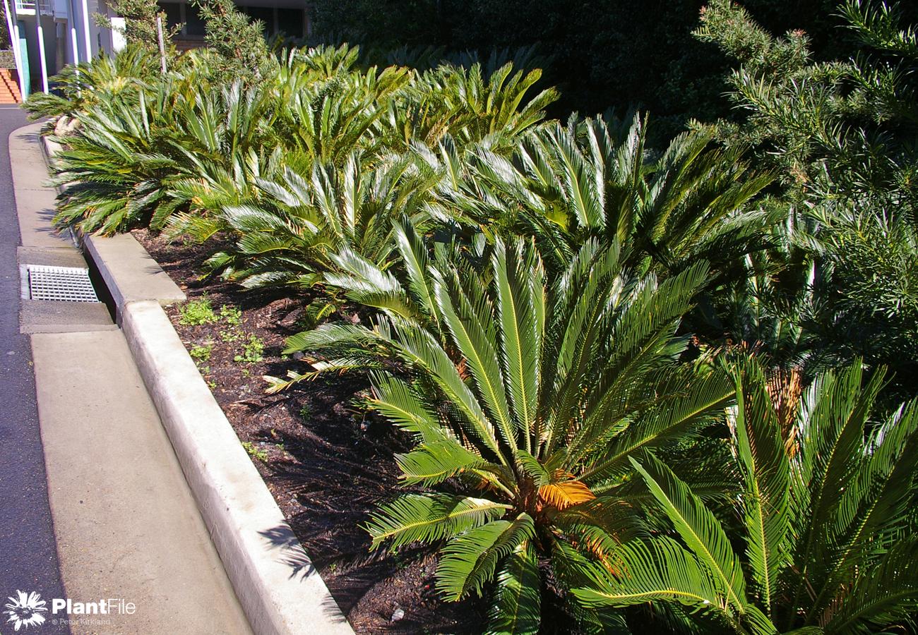 Naked axil cycads Was naked axil cycads